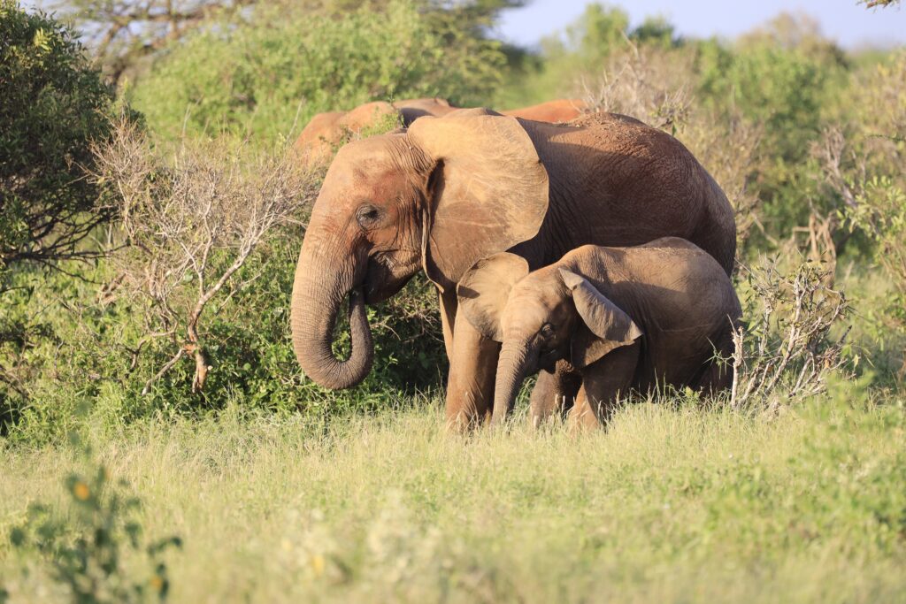 Two elephants standing next to each other in Tsavo West National park, Kenya