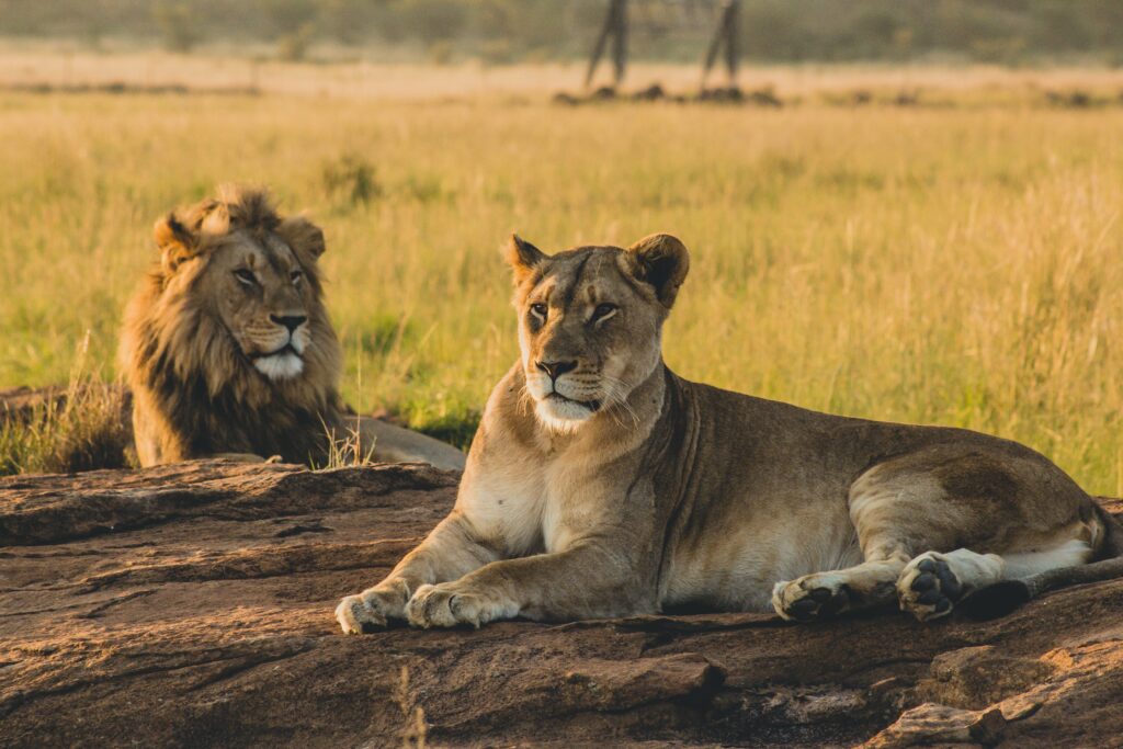 Maasai mara lions