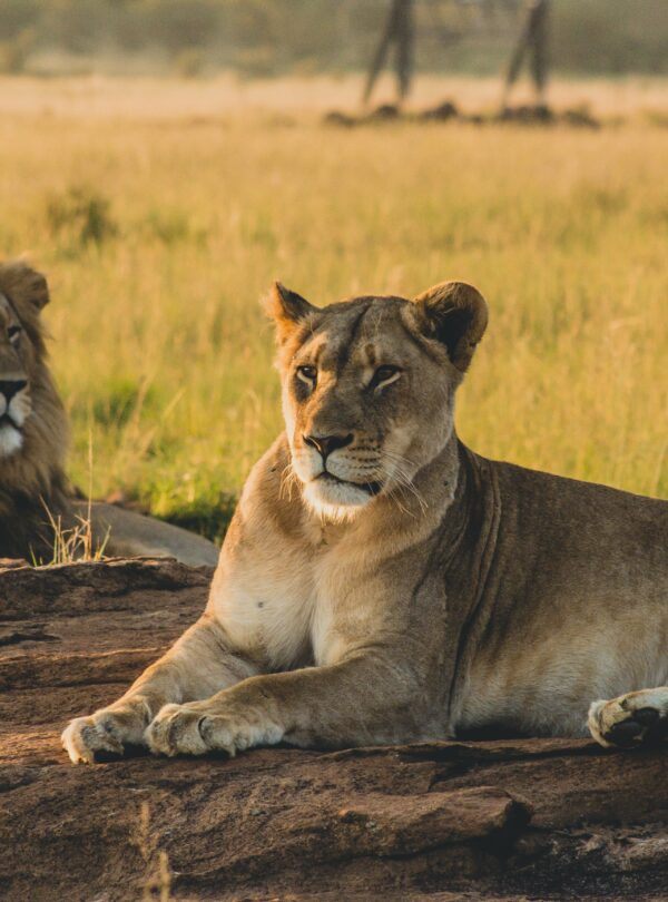 Maasai mara lions