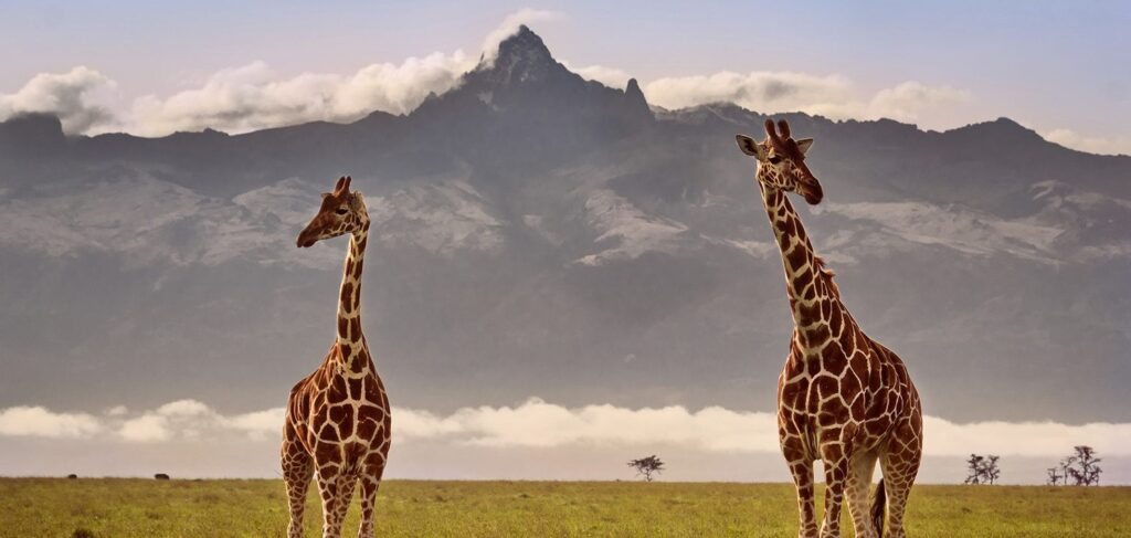 Mount-Kenya-and-Giraffe